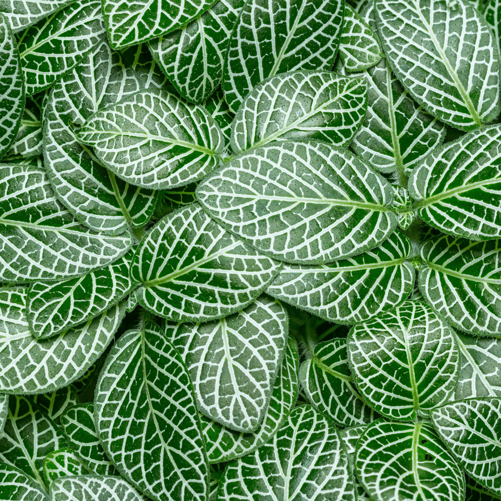 Fittonia