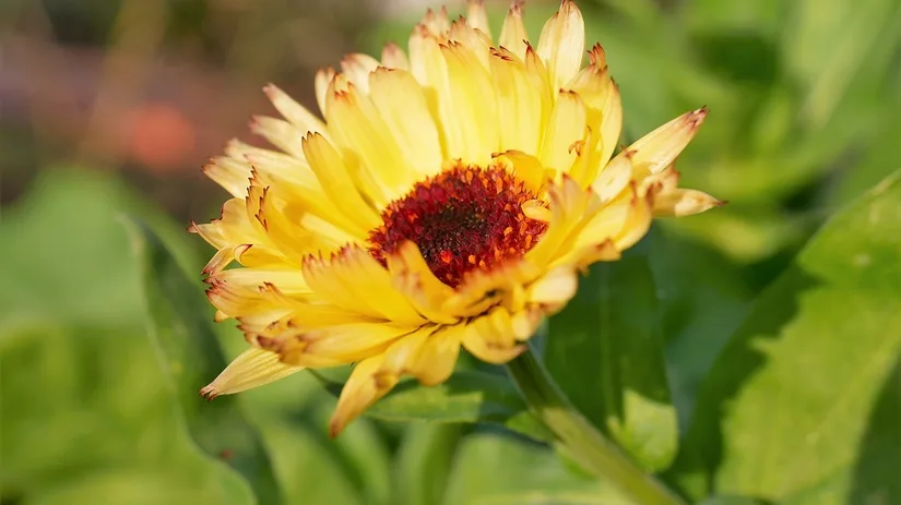 Calendula bloem Een prachtige gele Calendula bloem uit de moestuin van Diana