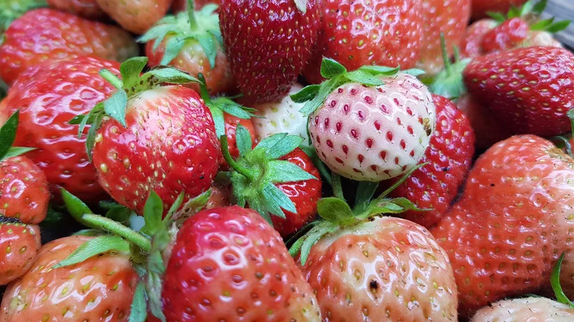 Aardbeien met verschillende kleuren Floor heeft aardbeien in verschillende kleuren bij elkaar gelegd