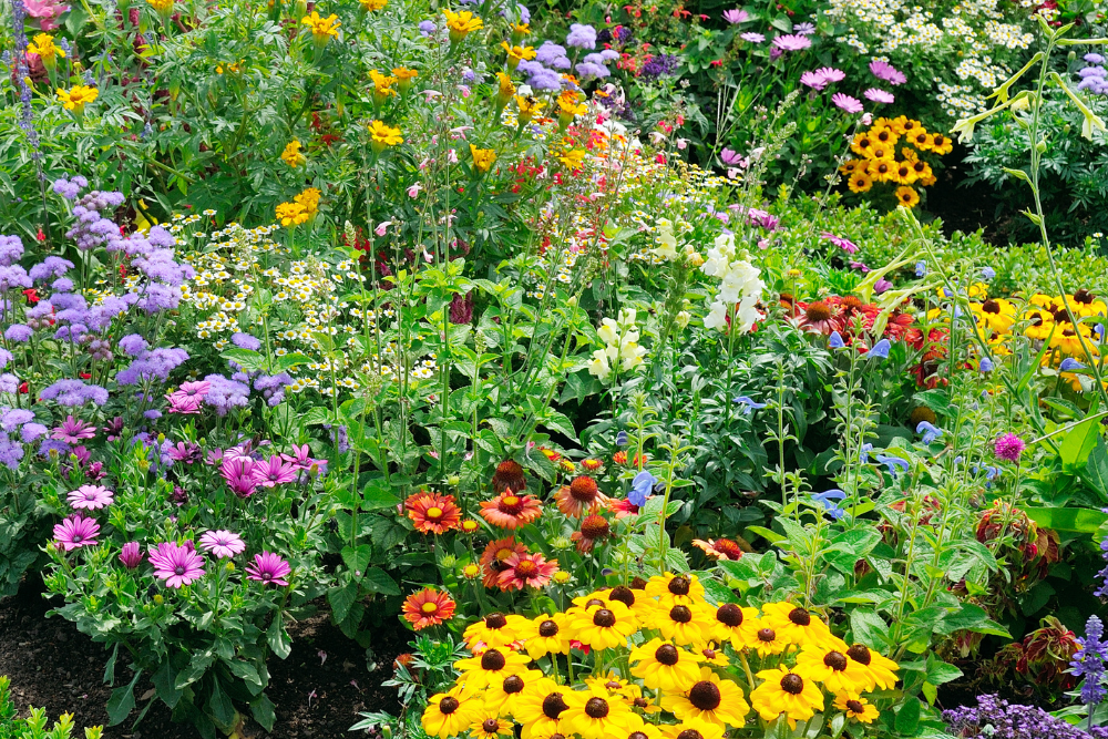Planten voor in een zonnige border