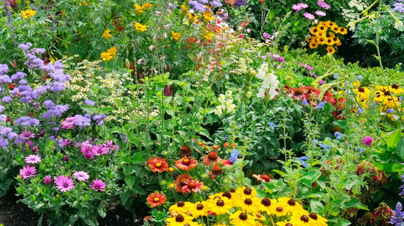 Planten voor in een zonnige border Planten voor in een zonnige border