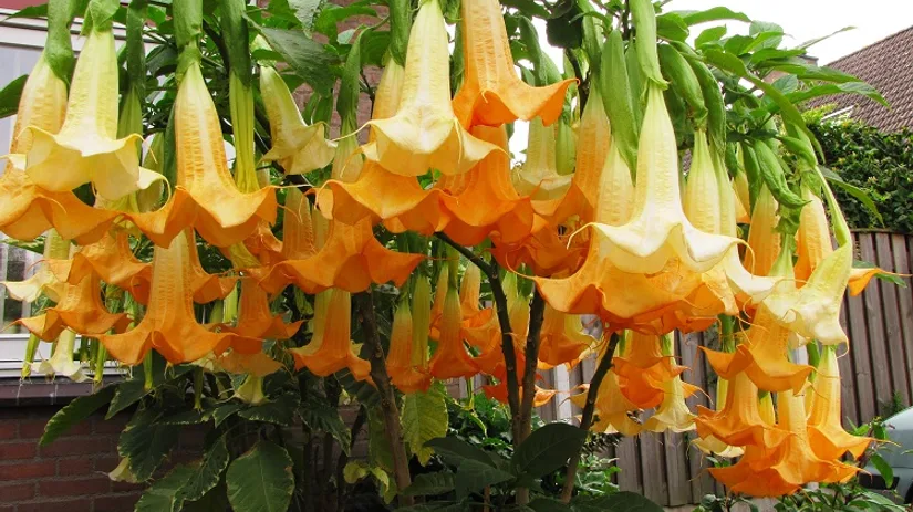 Diana foto 4 Brugmansia zomer.JPG Diana foto 4 Brugmansia zomer.JPG