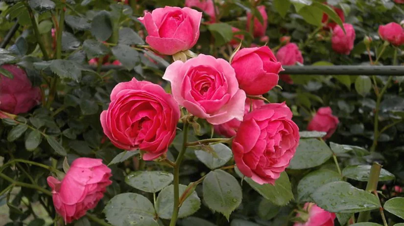 Rozenmoeheid: Wat is het en hoe voorkom je het? Rozenmoeheid: Wat is het en hoe voorkom je het?