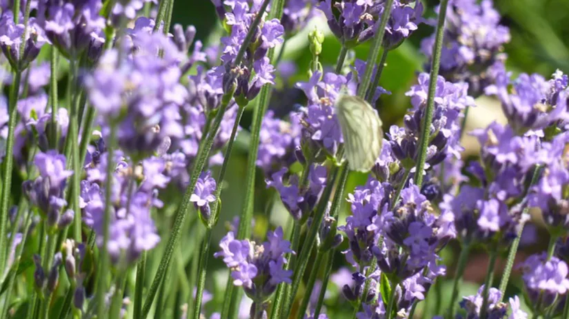 Bacteriën en schimmel tegenhouden in je moestuin Bacteriën en schimmel tegenhouden in je moestuin