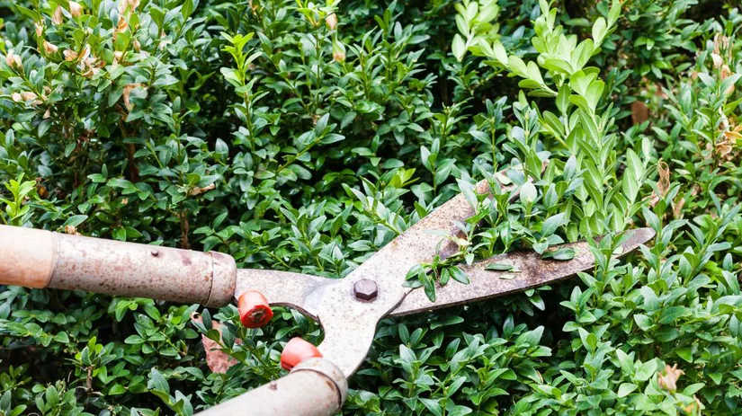 Snoeien in juni Snoeien in juni