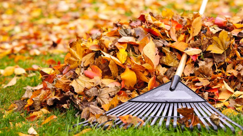 Top 5 Tuintips om je tuin herfstklaar te maken Top 5 Tuintips om je tuin herfstklaar te maken