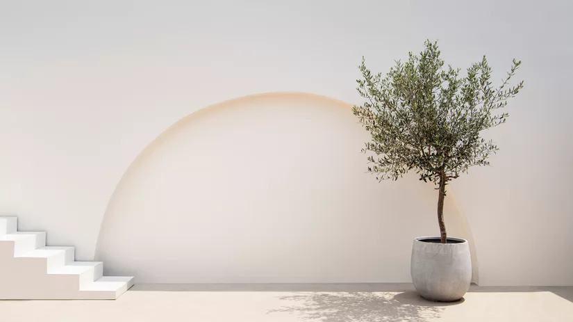 Mediterrane planten: zo ga je om met een plant vól karakter Mediterrane planten: zo ga je om met een plant vól karakter