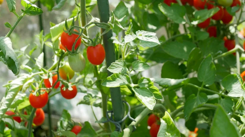 Tomaten in de moestuin Swan's Fluff tomaten in Diana's mooie moestuin