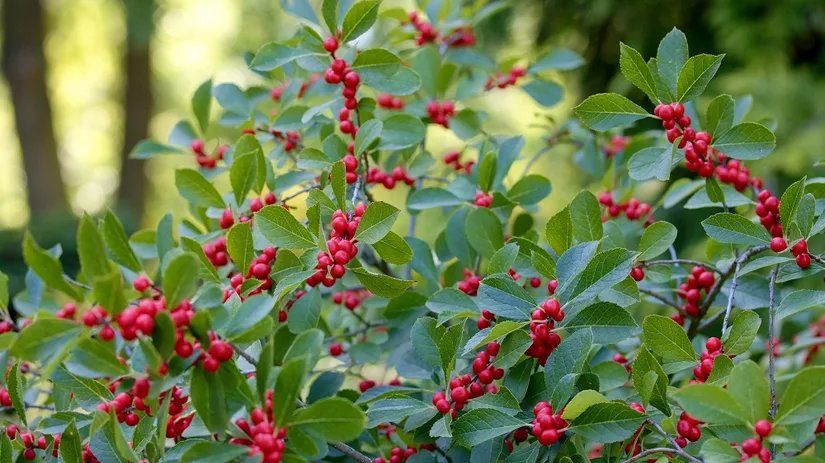 Ilex Verticillata Een Ilex Veticillata plant vol met rode bessen