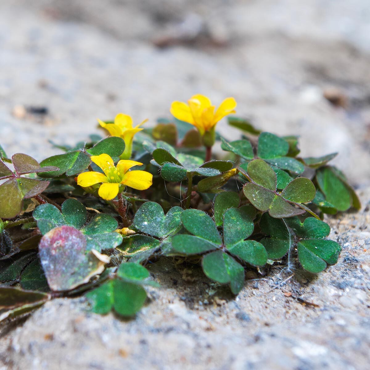 Klaverzuring bestrijden