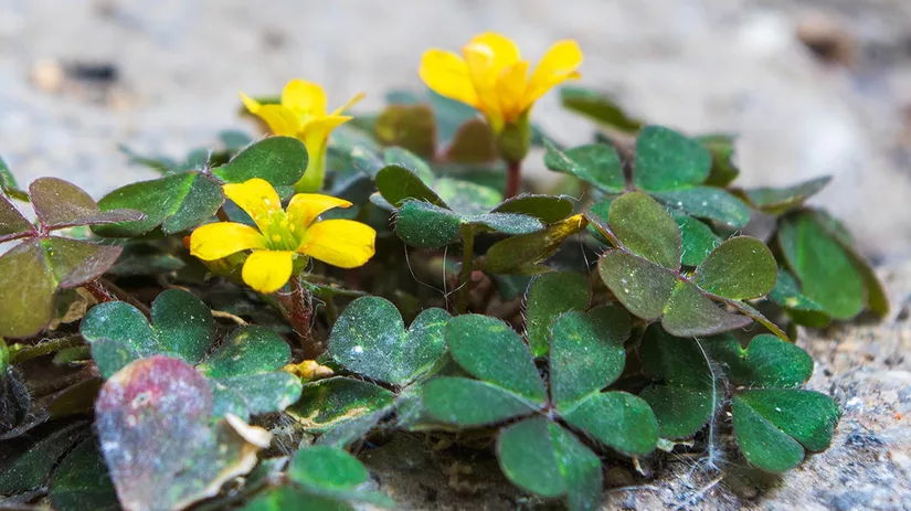 klaverzuring Klaverzuring bestrijden