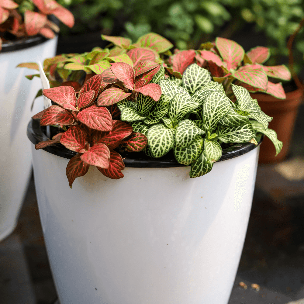 Fittonia