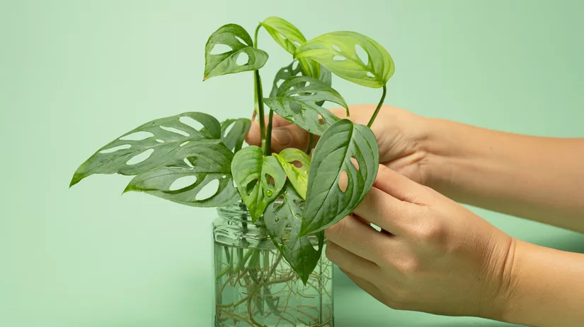 Hydroponie: planten op water Hydroponie: planten op water