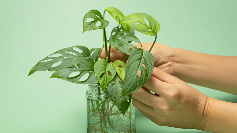 Hydroponie: planten op water Hydroponie: planten op water