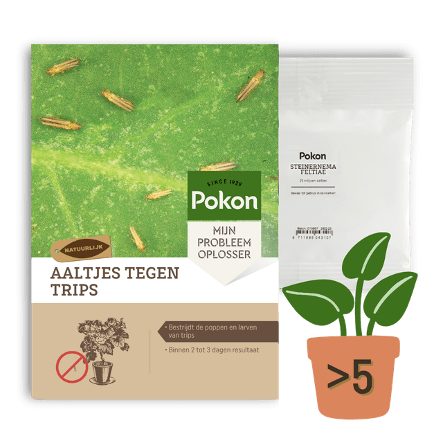 Pokon Aaltjes Tegen Rouwvliegjes - 10 Miljoen Aaltjes Voor 5 Tot 10 Kamerplanten Natuurlijke Rouwvliegenbestrijding Resultaat Binnen 2 Tot 3 Dagen Pokon Aaltjes Tegen Rouwvliegjes - 10 Miljoen Aaltjes Voor 5 Tot 10 Kamerplanten Natuurlijke Rouwvliegenbestrijding Resultaat Binnen 2 Tot 3 Dagen