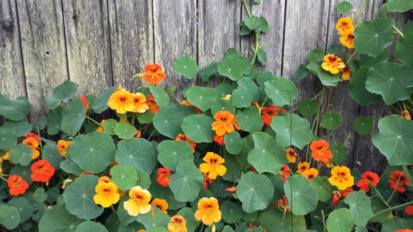 Alles over eenjarige planten! Alles over eenjarige planten!