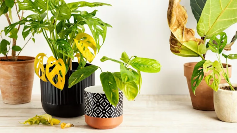 Wat te doen bij gele bladeren bij je kamerplant? Wat te doen bij gele bladeren bij je kamerplant?