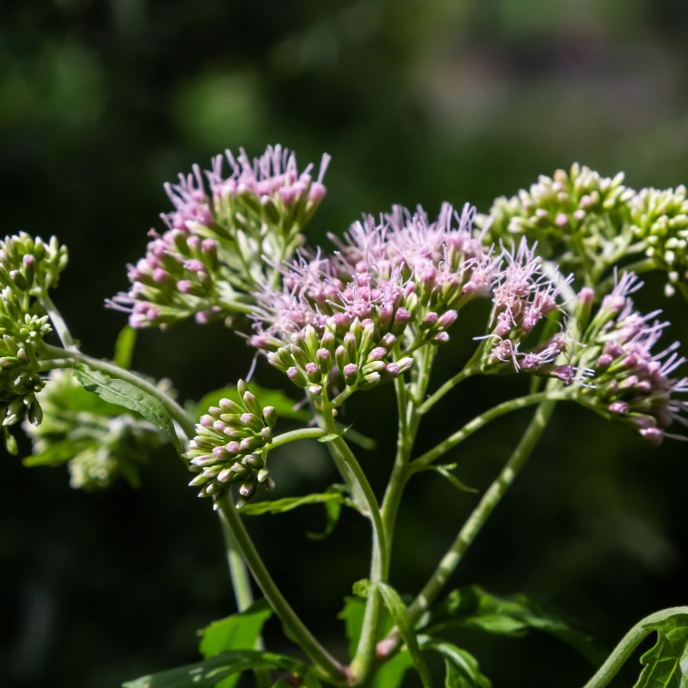 Een tros lichtroze bloemen opent zich: kleine knopjes en fijne draadachtige meeldraden op stengels, tegen een onscherpe donkergroene tuinachtergrond.