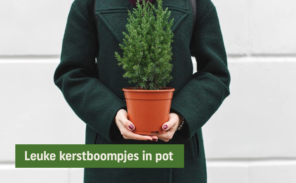 Kerstboompjes in pot