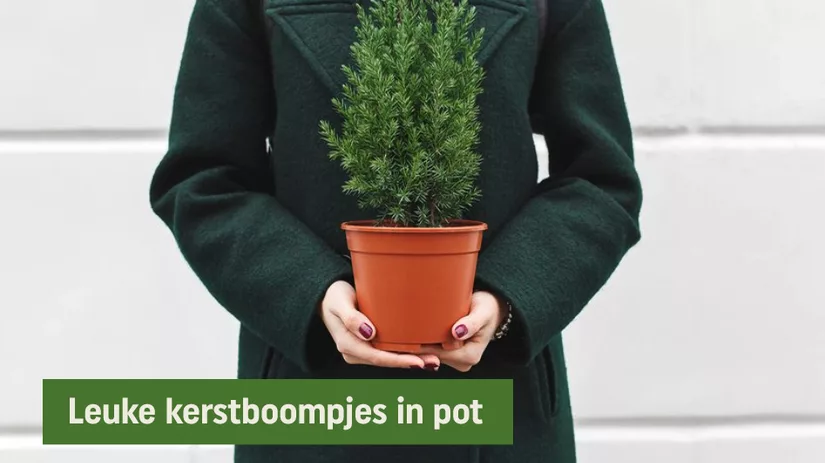 Kerstboompjes in pot Kerstboompjes in pot
