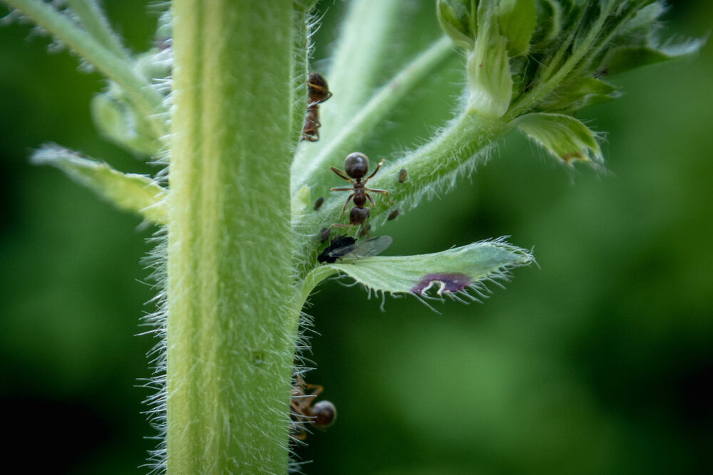Mieren bestrijden op plant