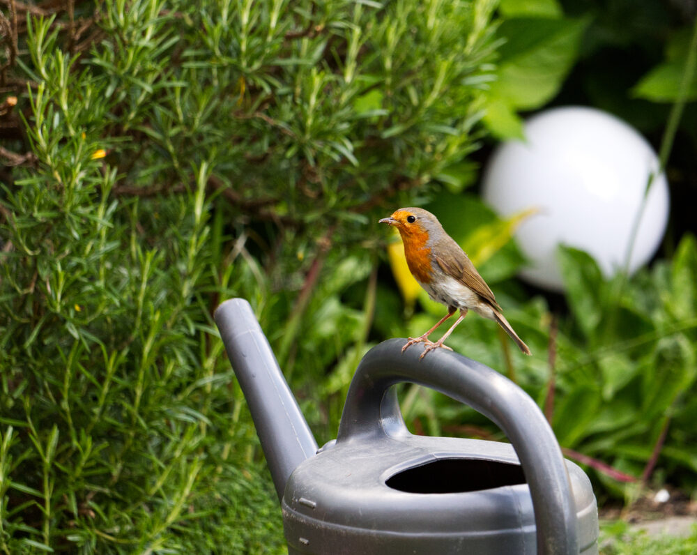 Hoe krijg je meer vogels in je tuin?