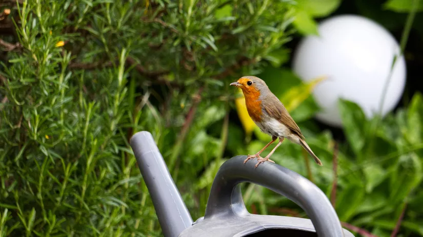Hoe krijg je meer vogels in je tuin? Hoe krijg je meer vogels in je tuin?