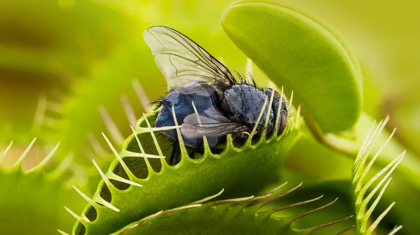 Hongerige planten voor jouw interieur Hongerige planten voor jouw interieur