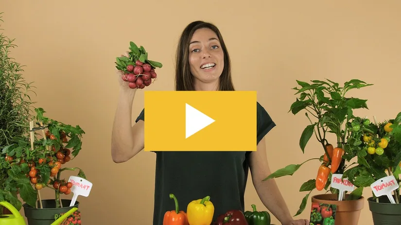 Nieuw: moestuinvideo's Nieuw: moestuinvideo's