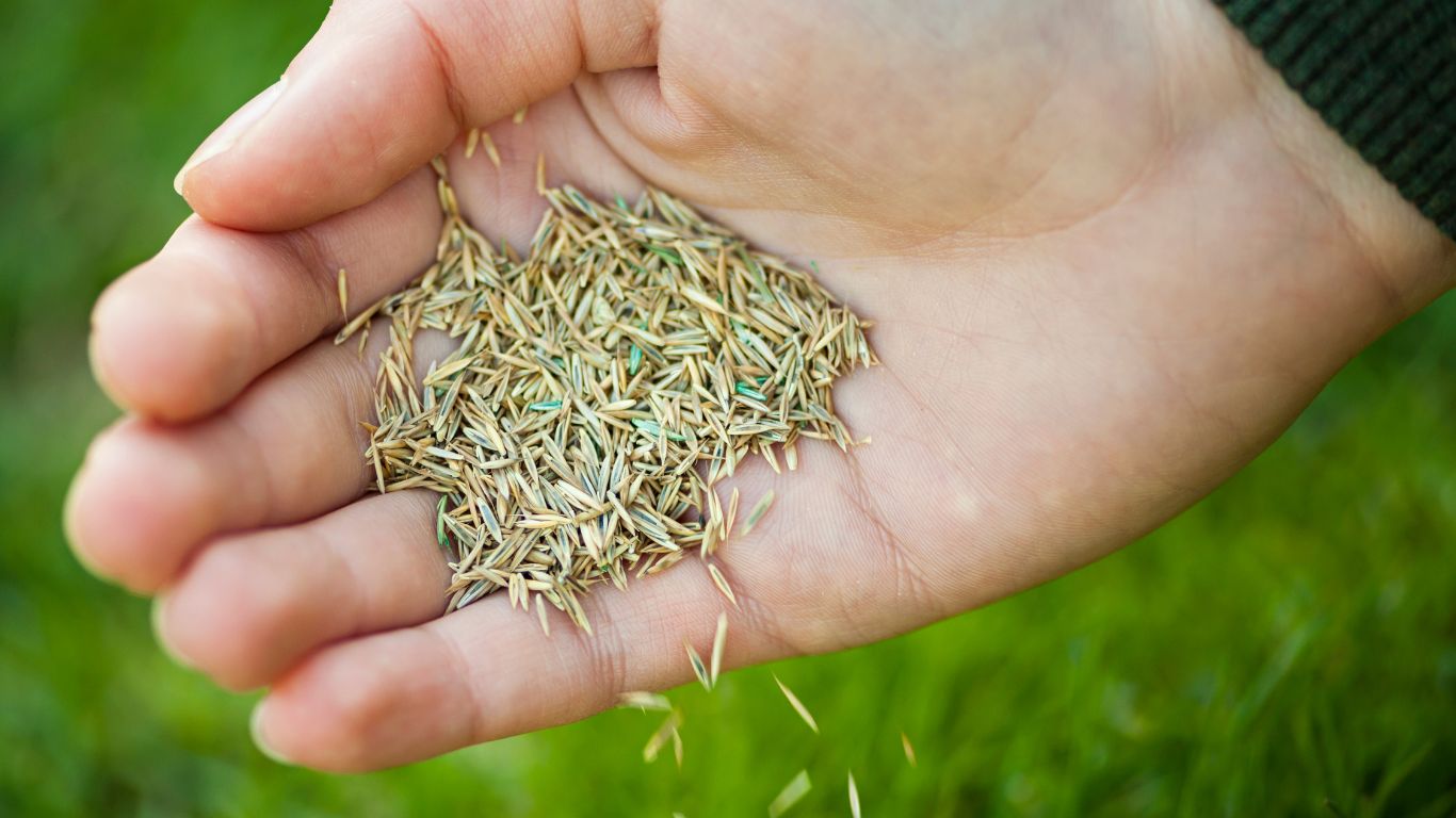 Wanneer gras zaaien voorjaar? Wanneer gras zaaien voorjaar?