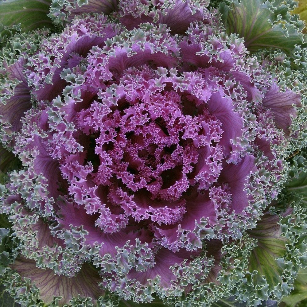 Sierkool vormt dicht opeengepakte, concentrische krullen van paars-roze en groen, met fijn gerafelde bladranden en zichtbare nerven in een gedetailleerde close-up.