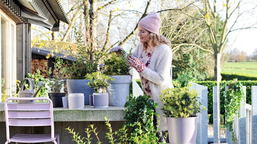 schijnhulst schijnhulst