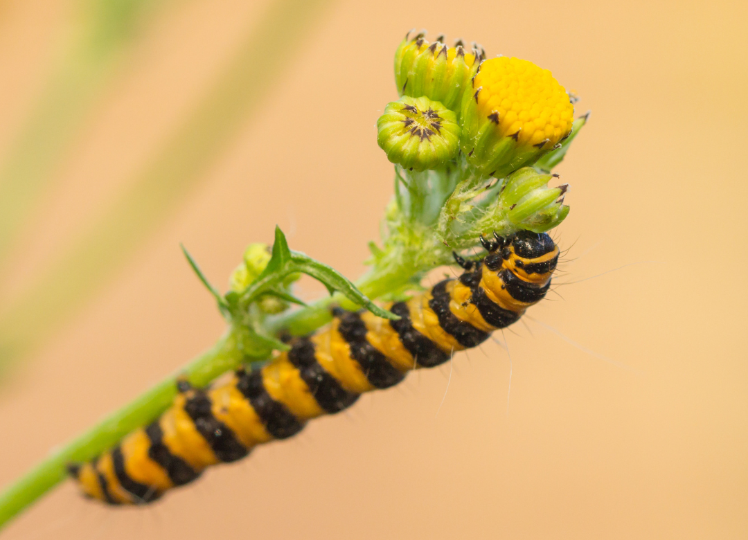 Sint jacobs vlinder rupsen bestrijden