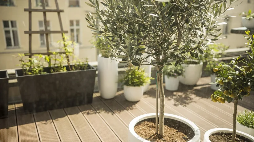 Planten die zorgen voor een vakantiegevoel Met deze planten op je terras of balkon krijg jij het ultieme vakantie gevoel
