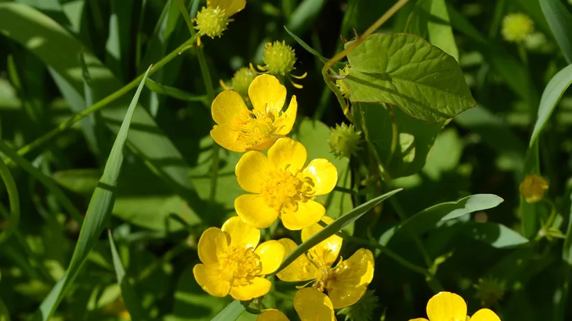 boterbloem-buttercup boterbloem-buttercup