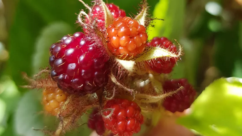 Floor_watergebrek_foto2_kleine vruchten (1).jpg Floor_watergebrek_foto2_kleine vruchten (1).jpg