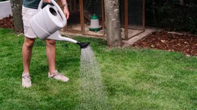 Bodeminsecten bestrijden