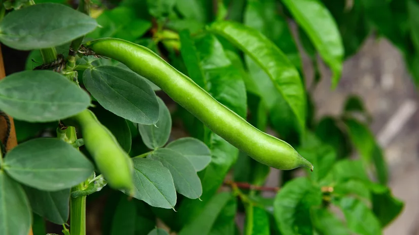 shutterstock-643236559 shutterstock-643236559