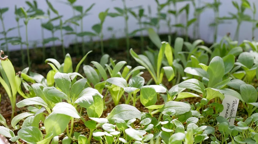 verspenen moestuin verspenen moestuin