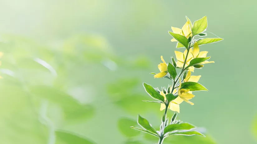 gele plant gele plant