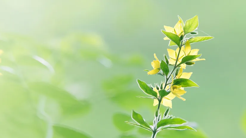 gele plant gele plant
