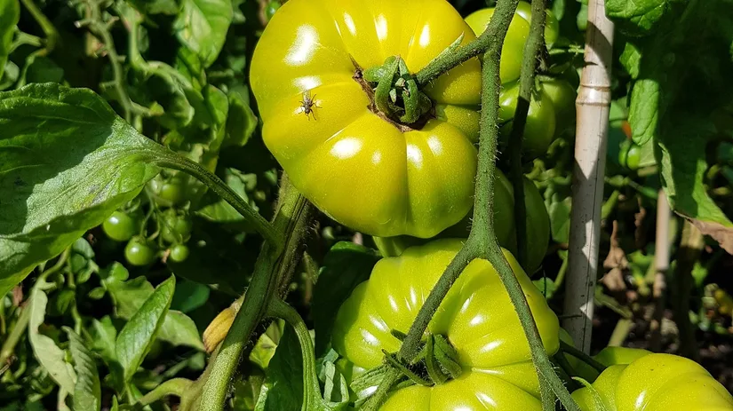 tomaten tomaten