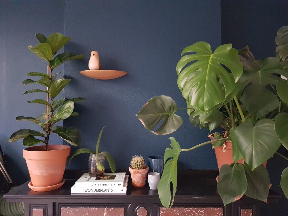 Kamerplanten water geven Kamerplanten water geven