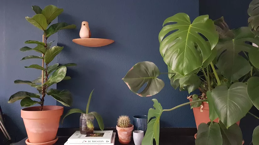 Kamerplanten water geven Kamerplanten water geven