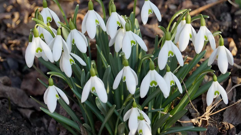 Klingelingeling Klingelingeling