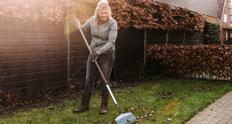 Vrouw harkt bladeren van een grasveld met een plastic hark, staand naast een donkere schutting en bruine beukenhaag bij een rij huizen in warm zonlicht.