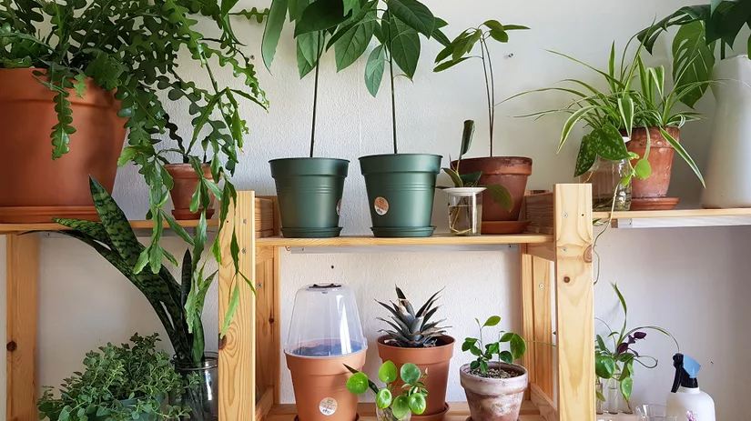 Binnen project: plant een pit Binnen project: plant een pit