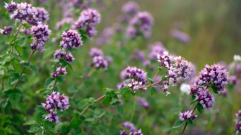 Kies eens voor een inheemse plant Kies eens voor een inheemse plant