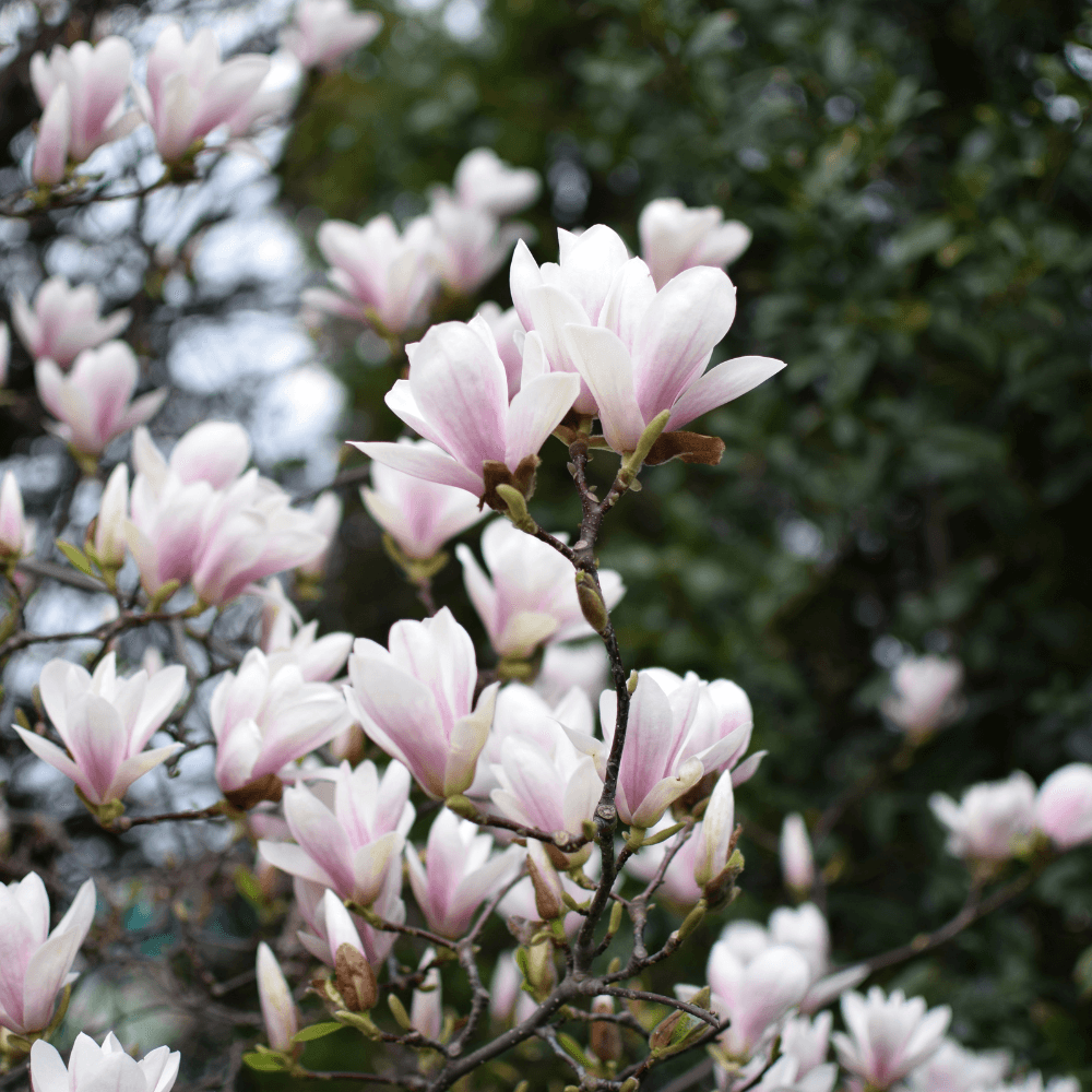 Tak met lichtroze-witte magnoliabloesems — open en in volle bloei — tegen een onscherpe achtergrond van donkergroen blad en een lichte, bewolkte lucht.