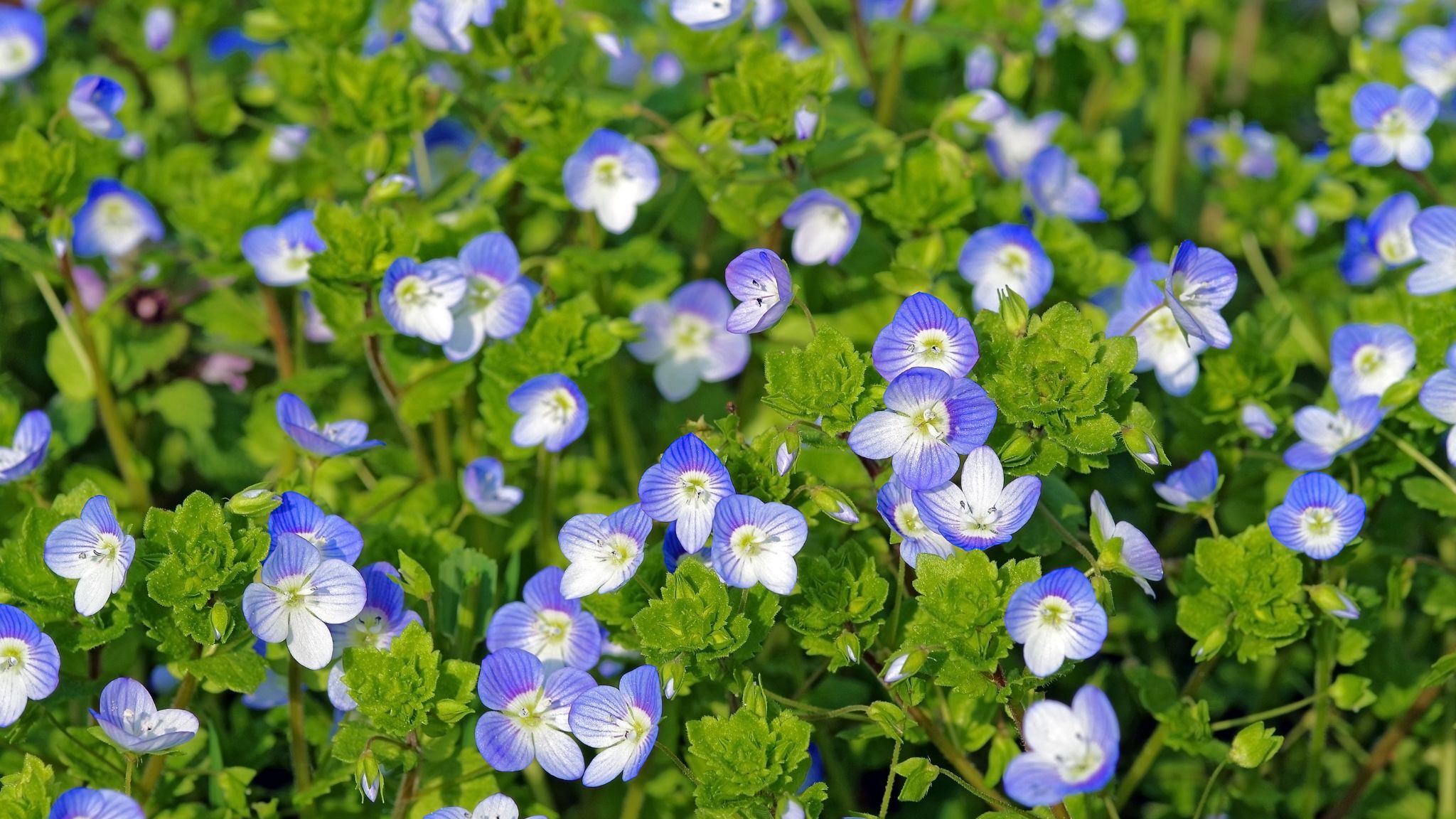 Ereprijs in het gazon